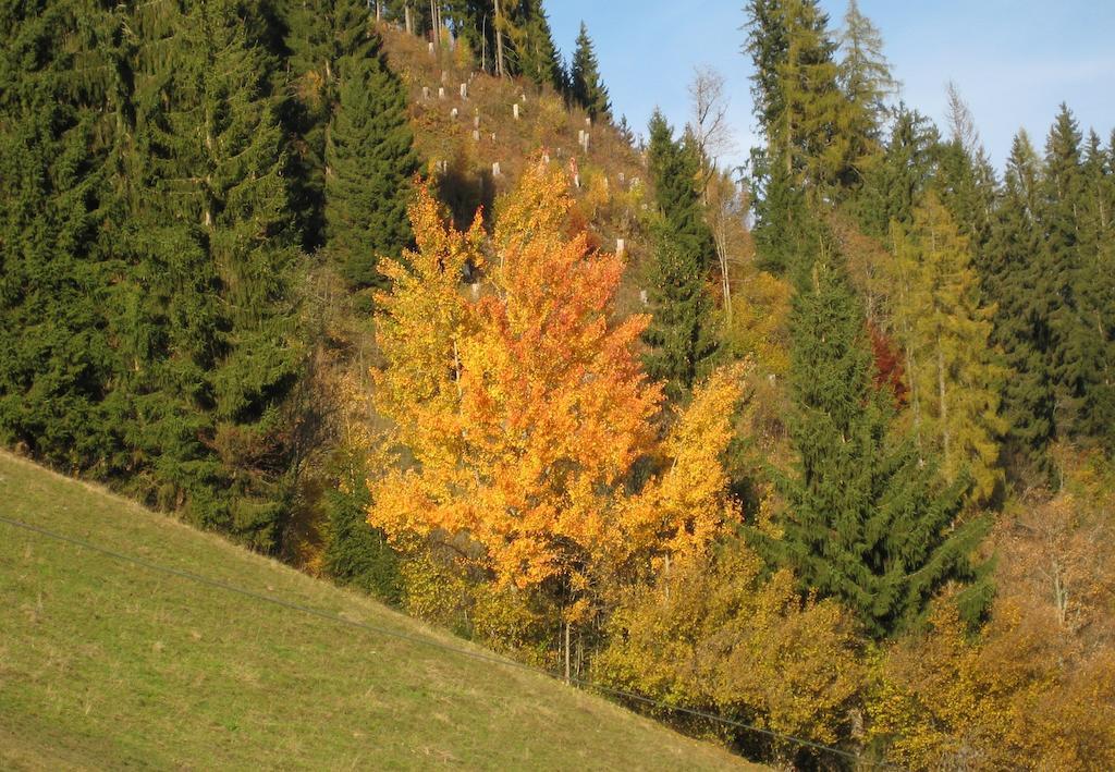 Appartamento Haus Dekorso Dorfgastein Esterno foto